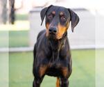 Small Doberman Pinscher