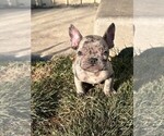 Puppy Puppy 3 French Bulldog