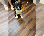 Small #2 Borador