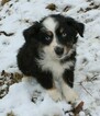 Small Photo #3 Miniature Australian Shepherd Puppy For Sale in MARION CENTER, PA, USA