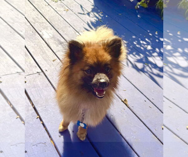 Medium Photo #3 Pomeranian Puppy For Sale in Wheaton, IL, USA