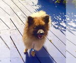 Small #2 Pomeranian