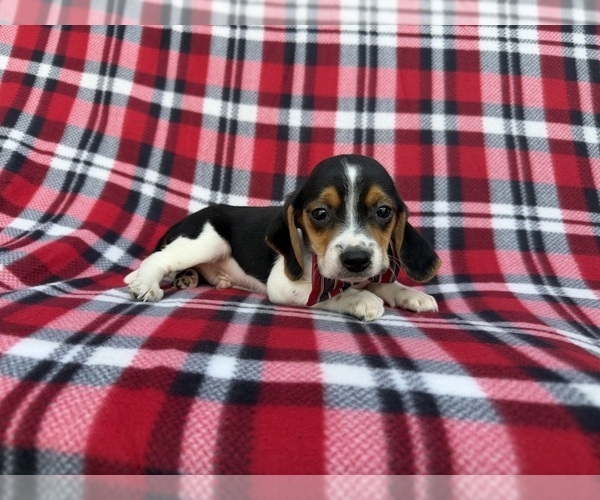 Medium Photo #3 Beagle Puppy For Sale in LAKELAND, FL, USA
