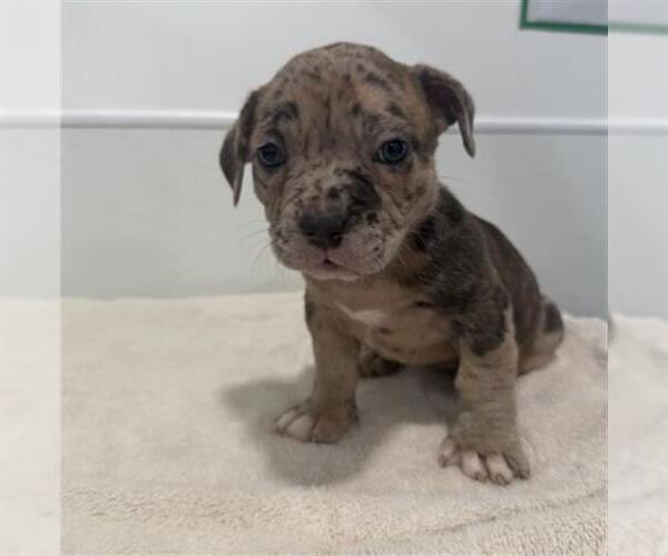 Medium Photo #1 Mutt Puppy For Sale in Redlands, CA, USA