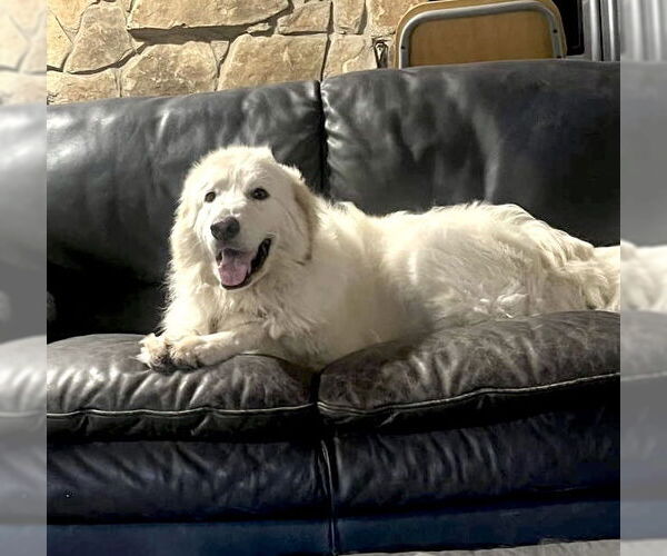 Medium Photo #3 Great Pyrenees Puppy For Sale in Spring, TX, USA