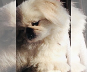 Mother of the Pekingese-Poodle (Toy) Mix puppies born on 04/20/2025