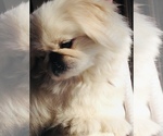 Small Photo #1 Pekingese-Poodle (Toy) Mix Puppy For Sale in Sherwood Park, Alberta, Canada