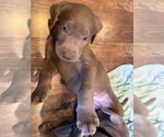 Puppy White Labrador Retriever