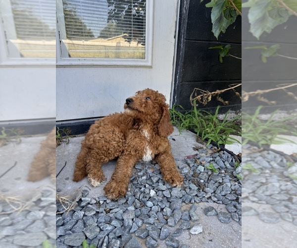 Medium Photo #3 Goldendoodle Puppy For Sale in CHAMPIONS GATE, FL, USA