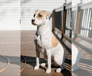 Apache - Little Trooper - Male Bull Terrier-Pointer Mix Dog for Adoption