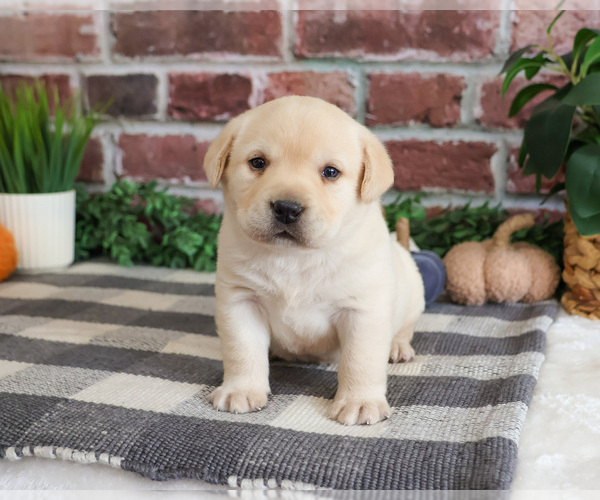 Medium Photo #4 Labrador Retriever Puppy For Sale in SYRACUSE, IN, USA