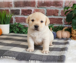 Small #3 Labrador Retriever