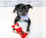 Small #5 Labrador Retriever Mix