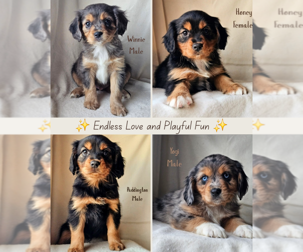 Medium Photo #1 Cavalier King Charles Spaniel-Miniature Australian Shepherd Mix Puppy For Sale in GILBERT, AZ, USA