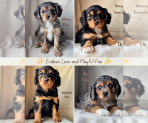 Cavalier King Charles Spaniel-Miniature Australian Shepherd Mix Litter for sale in GILBERT, AZ, USA
