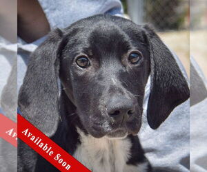 Border Collie-Unknown Mix Dogs for adoption in Huntley, IL, USA