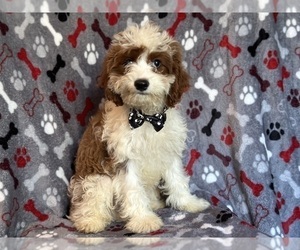 Cavapoo Puppy for sale in LAKELAND, FL, USA