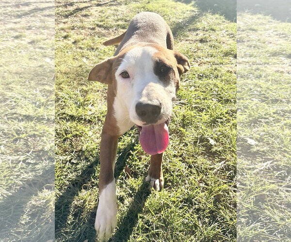 Medium Photo #2 American Pit Bull Terrier-Unknown Mix Puppy For Sale in Wetumpka, AL, USA
