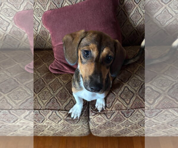 Medium Photo #3 Raggle Puppy For Sale in Southbury, CT, USA