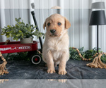 Puppy Scout Golden Labrador