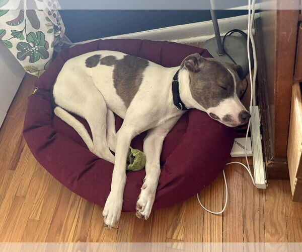 Medium Photo #10 Boxer-Unknown Mix Puppy For Sale in Mount Laurel, NJ, USA