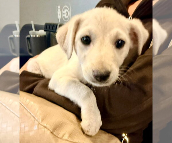 Medium Photo #2 Shepradors Puppy For Sale in New London, WI, USA