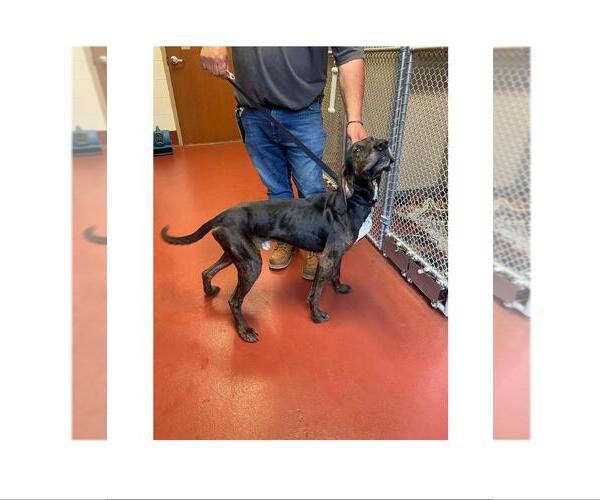 Medium Photo #4 Plott Hound-Unknown Mix Puppy For Sale in Westminster, MD, USA