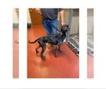 Small #3 Plott Hound Mix