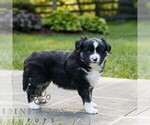 Small #2 Miniature Australian Shepherd