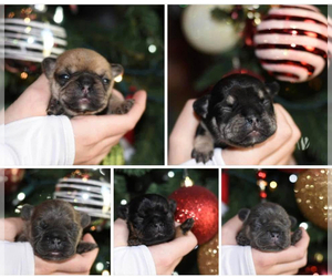 French Bulldog Puppy for sale in LEBANON, KY, USA