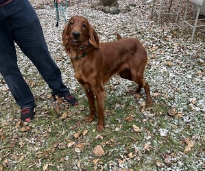 Irish Setter Puppy for sale in DETROIT, MI, USA