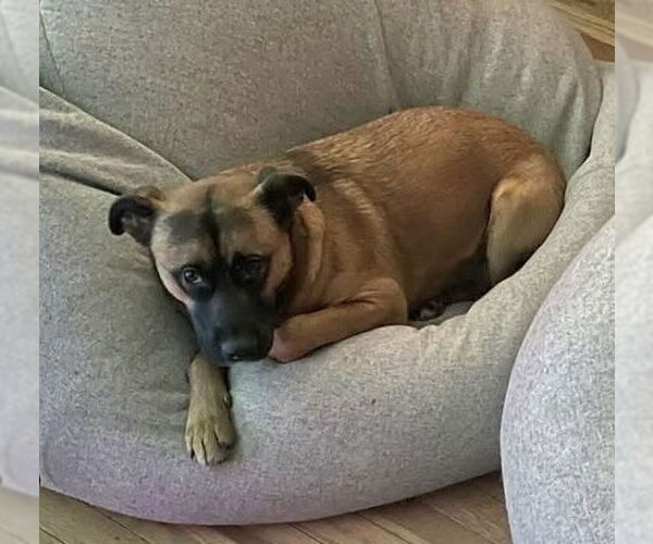 Medium Photo #1 Mutt Puppy For Sale in Germantown, OH, USA