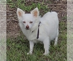 Small Photo #1 Chihuahua Puppy For Sale in HOMERVILLE, GA, USA