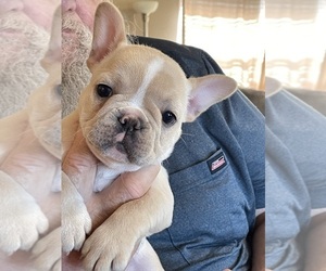 French Bulldog Puppy for sale in MARLOW, OK, USA