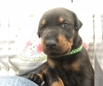 Small Photo #16 Doberman Pinscher Puppy For Sale in MACUNGIE, PA, USA