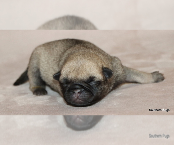 Medium Photo #9 Pug Puppy For Sale in WINNSBORO, TX, USA
