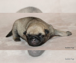 Small #8 Pug