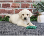 Small #13 Labrador Retriever