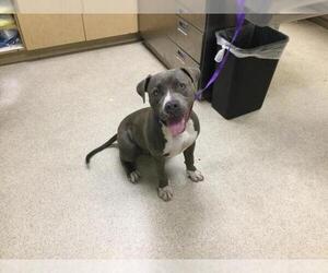 Mutt Dogs for adoption in Riverside, CA, USA