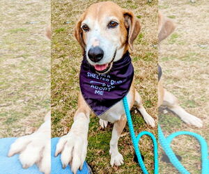 Pongo Beaufort - Male Retriever -Unknown Mix Dog for Adoption - Photo #3
