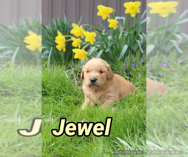 Medium Photo #1 Golden Retriever Puppy For Sale in MIDDLEBURG, PA, USA