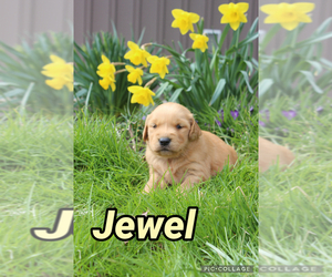 Golden Retriever Puppy for sale in MIDDLEBURG, PA, USA