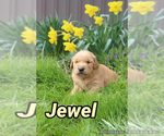 Image preview for Ad Listing. Nickname: jewel