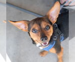 Small #1 Chihuahua Mix