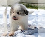 Small Great Pyrenees