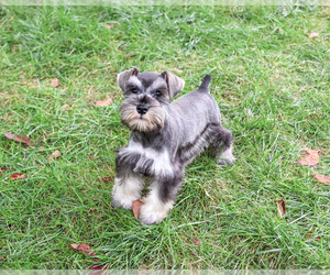 Schnauzer (Miniature) Puppy for sale in SYRACUSE, IN, USA