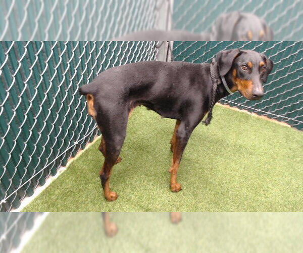 Medium Photo #1 Doberman Pinscher Puppy For Sale in Downey, CA, USA