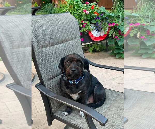 Medium Photo #2 Shih-Poo Puppy For Sale in Rochester, NY, USA