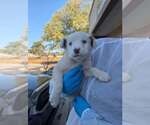 Aspen (SC) - Male Mutt Dog for Adoption - Small photo