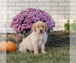 Small Labrador Retriever
